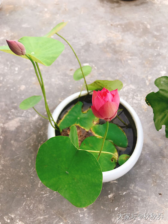 2020年微莲种植记录贴_水生植物