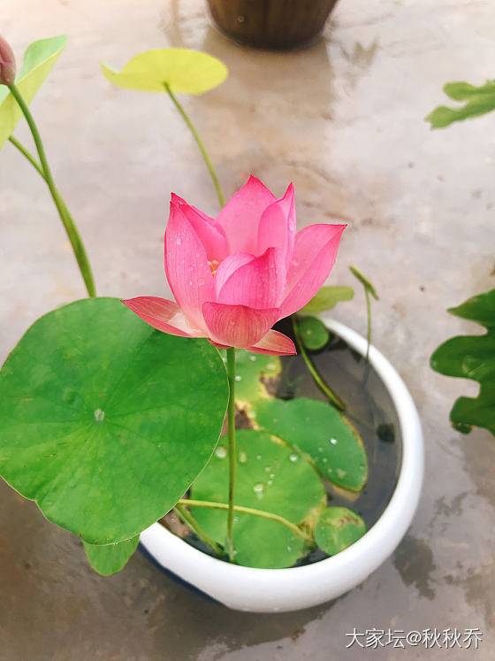 2020年微莲种植记录贴_水生植物
