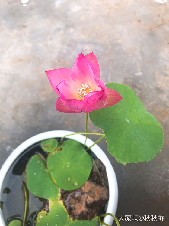 2020年微莲种植记录贴_水生植物