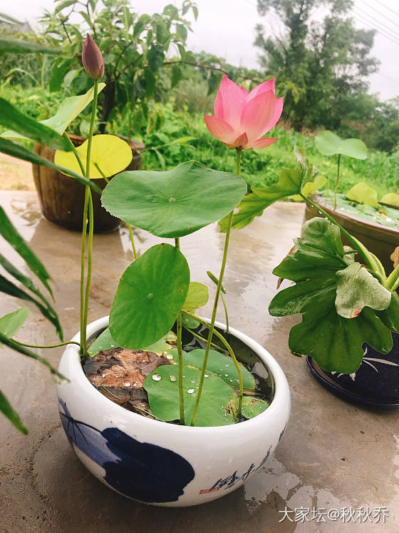 2020年微莲种植记录贴_水生植物
