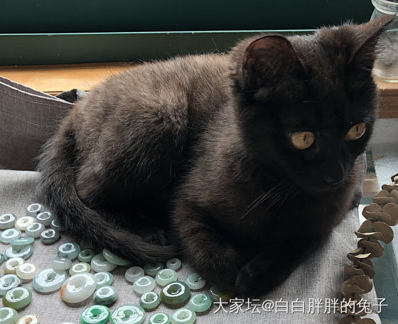 小可爱从领来也快8个月啦_猫