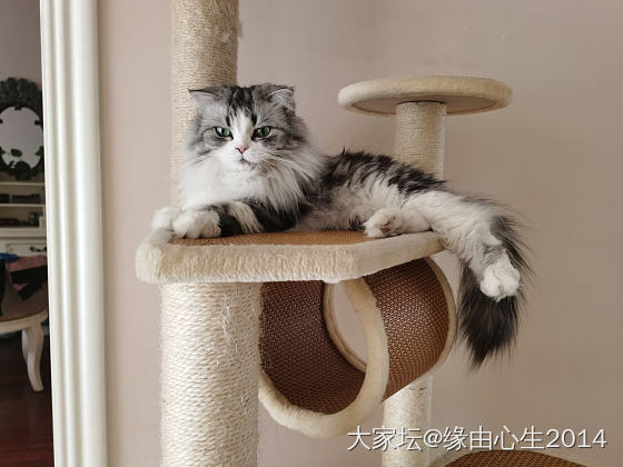 难忘的结婚纪念日_猫宠物