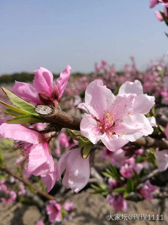 水蜜桃