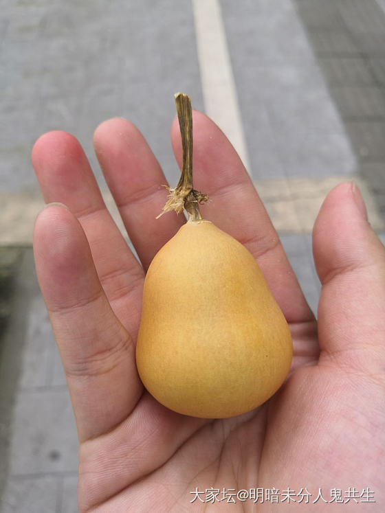 第一个葫芦_葫芦