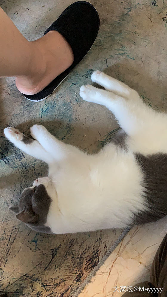 养猫的坛友们，猫爱上桌怎么教育？