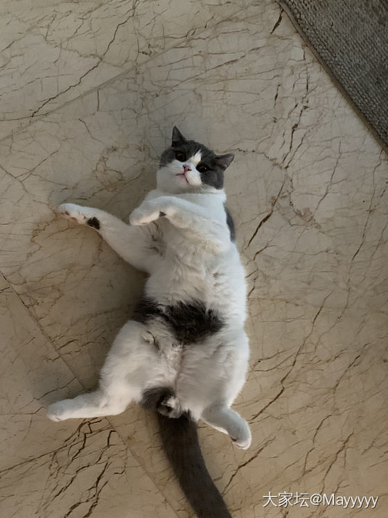 养猫的坛友们，猫爱上桌怎么教育？