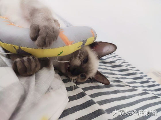 养猫的坛友们，猫爱上桌怎么教育？