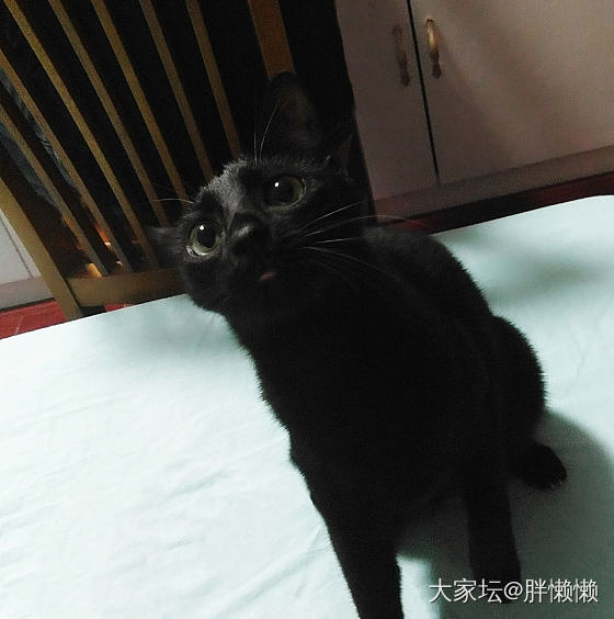 养猫的坛友们，猫爱上桌怎么教育？