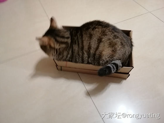 自己多大一坨心里没数吗_猫