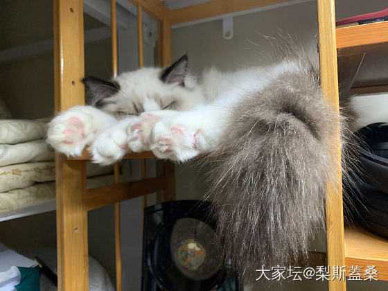 给老妈买的猫_猫