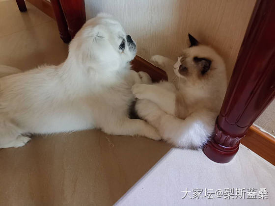 给老妈买的猫_猫