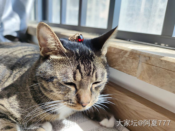 找到了两个“老货”_猫戒指彩色宝石