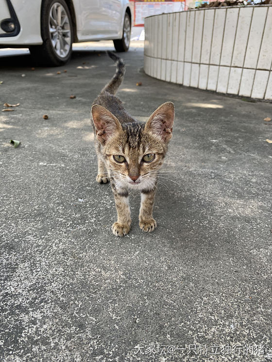 值班的周六，办公室来了一只小奶猫_猫