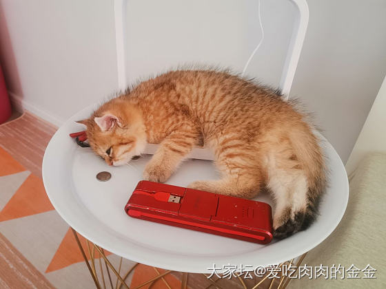 刚看见问猫的帖子_猫