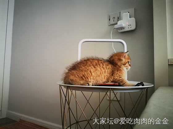 刚看见问猫的帖子_猫