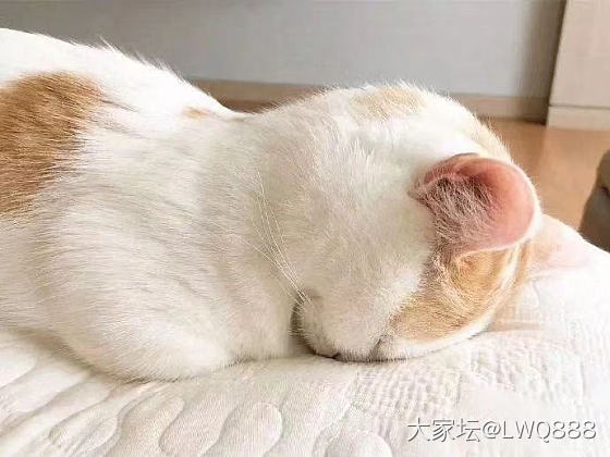 想团金表，蹭了一圈金币发现自己只有750个金币，太惨了🤣