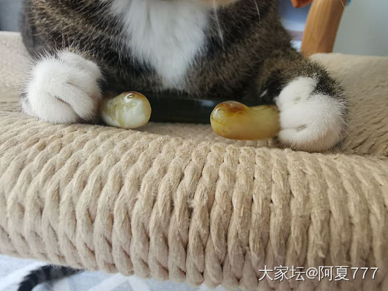 原谅我重开一贴，实在是猫爪和猫爪应该在一起～_手镯翡翠