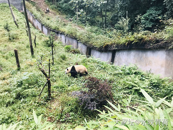 🐼被迫营业的一天