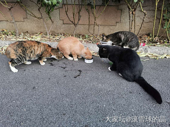 温馨的一家亲_猫