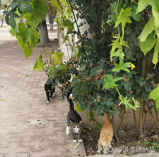 温馨的一家亲_猫