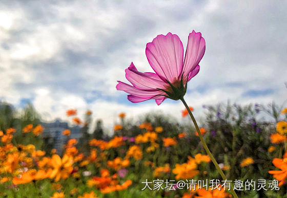 发几张长江边上的风景，晚安😴