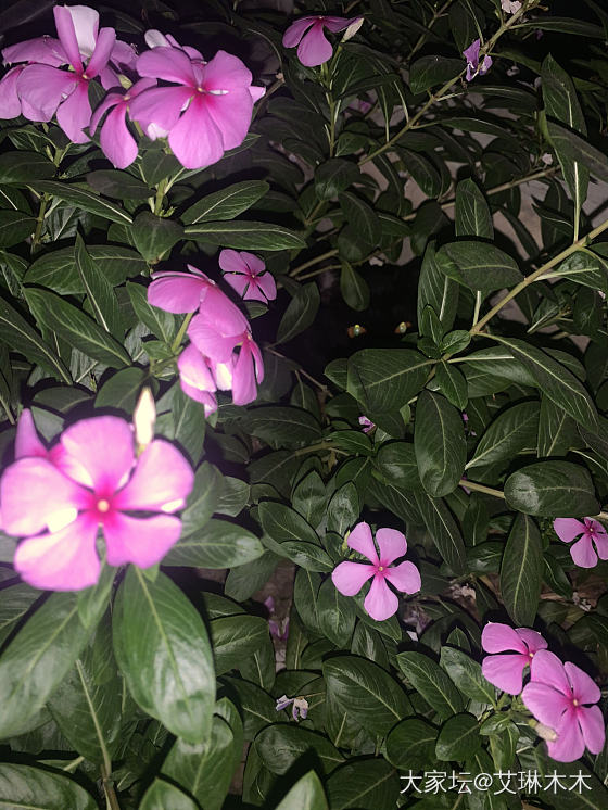 小黑躲起来了，猫眼真漂亮，以前觉得黑猫丑，现在越来越爱了。可能是这家伙发腮了，胖...