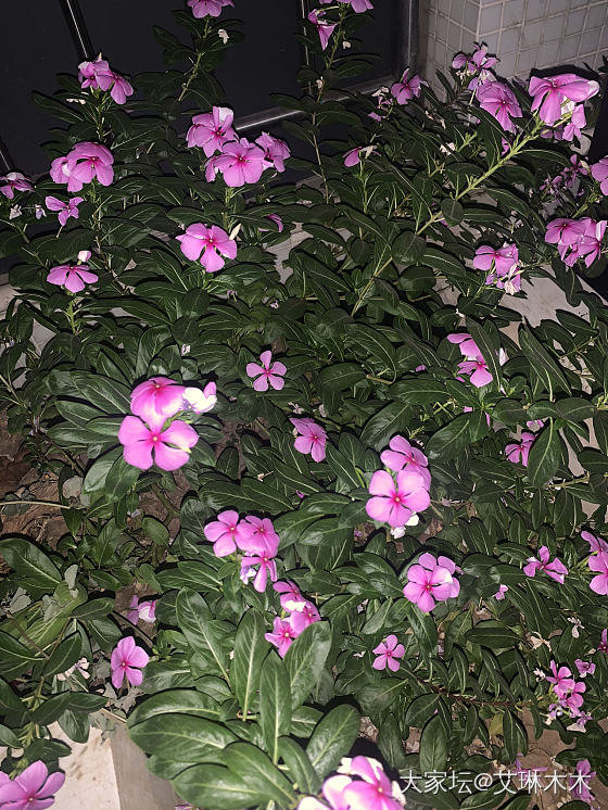 小黑躲起来了，猫眼真漂亮，以前觉得黑猫丑，现在越来越爱了。可能是这家伙发腮了，胖...