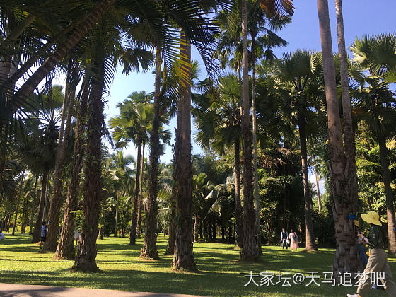 西双版纳中科植物园_旅游