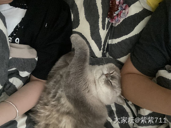 继续周末的午后时光_猫