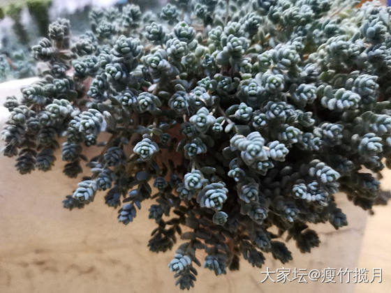 付邮送，姬星美人，一袋子（一筐）_植物