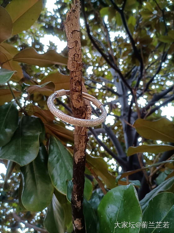 窗外微雨，突然想入一款芭蕉。_银
