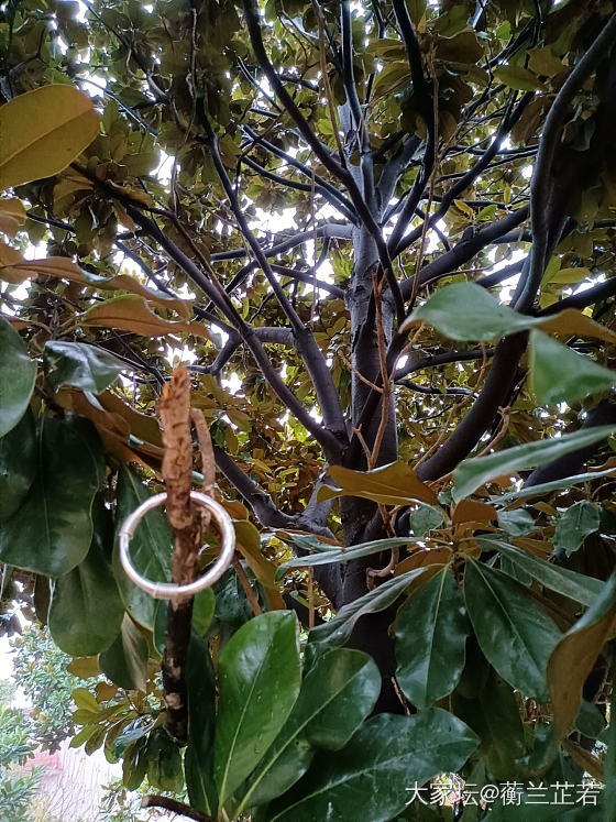 窗外微雨，突然想入一款芭蕉。_银