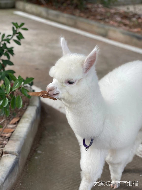 带我家棉花糖出门溜溜～_羊驼