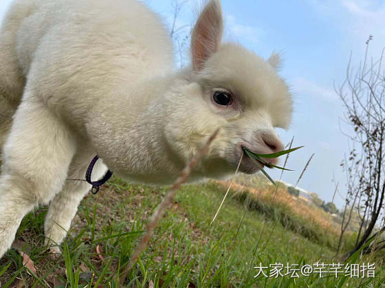 带我家棉花糖出门溜溜～_羊驼