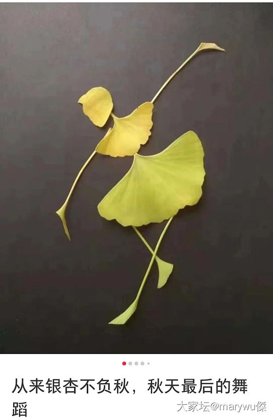 从来银杏不负秋🍁🍁🍁🍁🍁