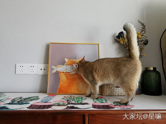 养猫人家里的猫咪元素_猫