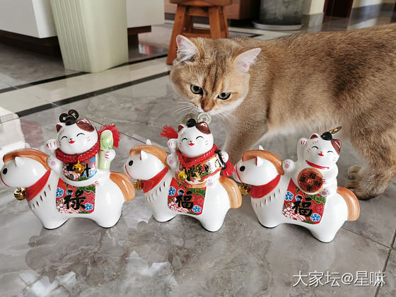 养猫人家里的猫咪元素_猫