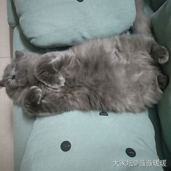 吸猫！欢迎晒猫！周一的毛茸茸最治愈了_猫