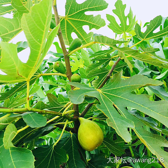 新种无花果树_树