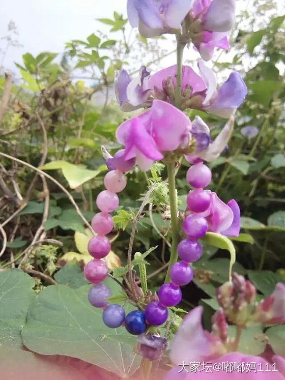 节日快乐各位_舒俱来