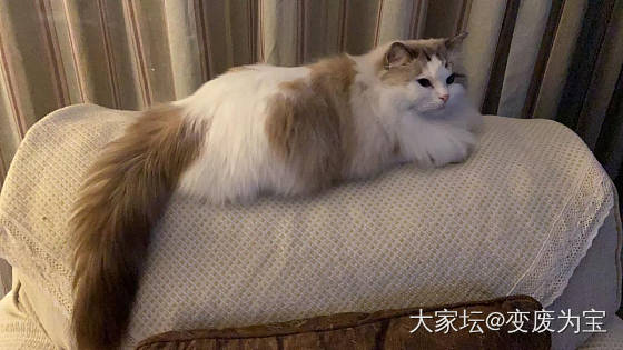 不出所料老虎客场挑战成功😺😃_猫