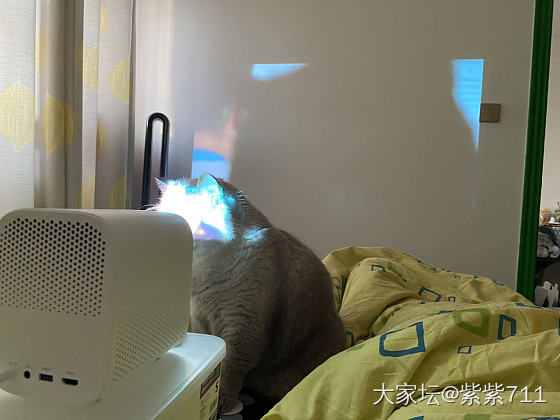 猫斯拉又出动了！_猫