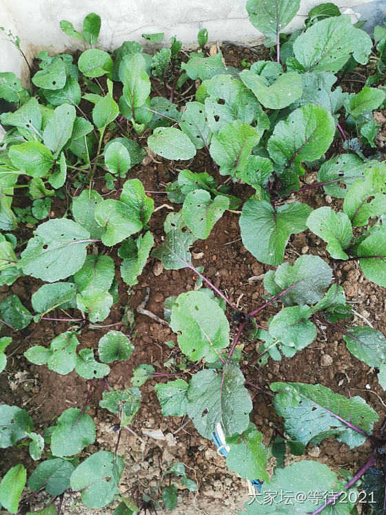 想起当年风靡全国的偷菜了_菜园