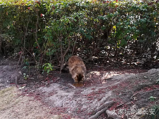 黄兴公园偶遇肥猫