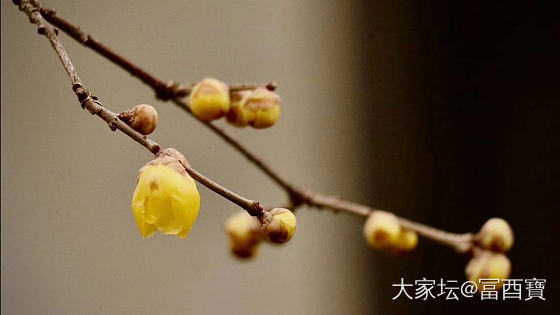 初恋雨梅
江南二月天
素梅迎春雨
罗伞庇五瓣
路人识香来