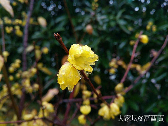 初恋雨梅
江南二月天
素梅迎春雨
罗伞庇五瓣
路人识香来