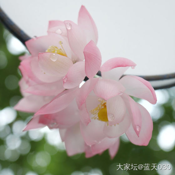 玉兰花开的时候，要穿着曲裾去故宫拍片_和田玉