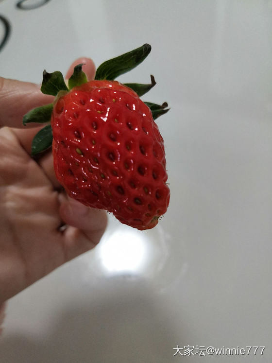 繁殖草莓了_植物