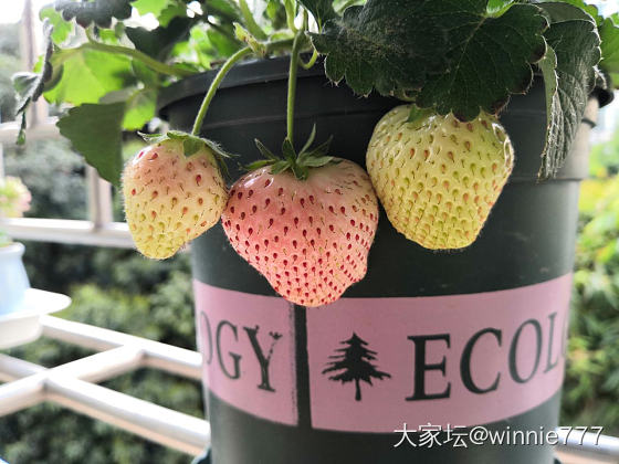 繁殖草莓了_植物