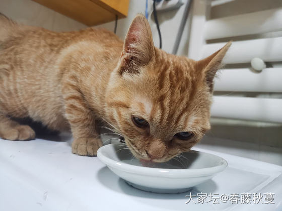 半夜，我捡到了一只猫_猫